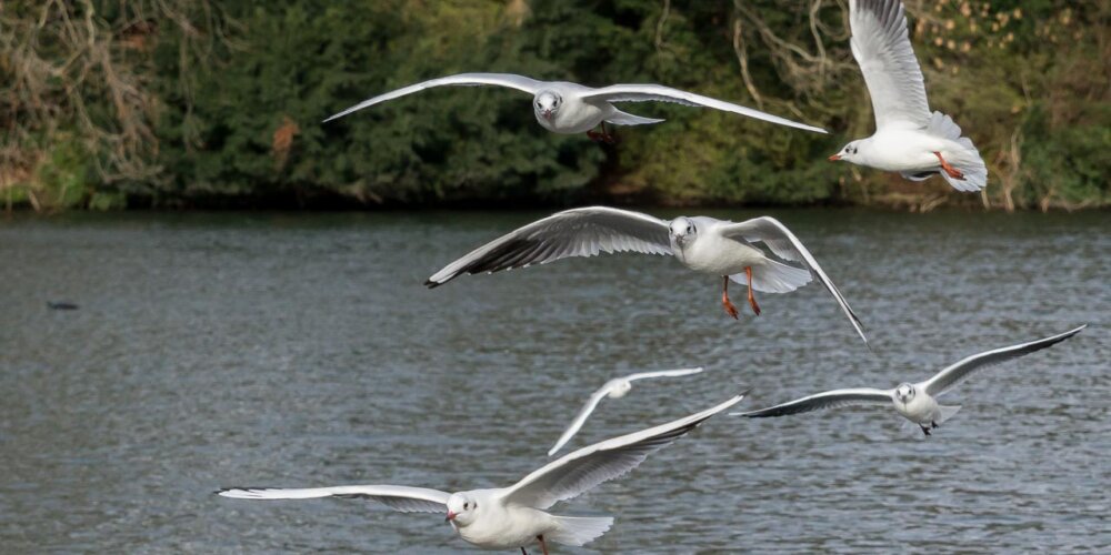 Möwe, seagull