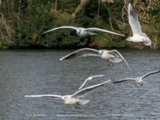 M&ouml;we, seagull