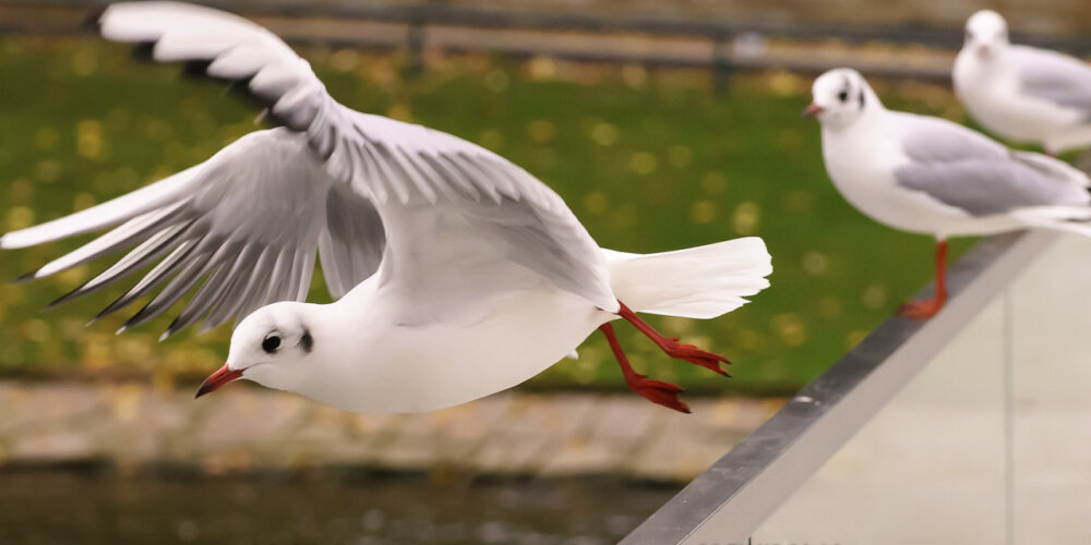 Möwe, seagull