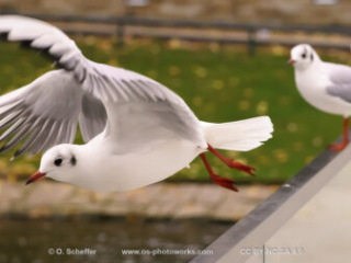 M&ouml;we, seagull