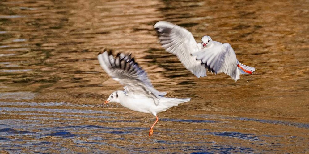 Möwe, seagull