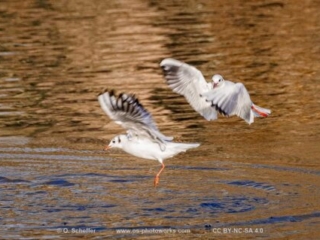 M&ouml;we, seagull