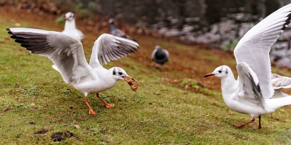 Möwe, seagull