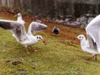 M&ouml;we, seagull