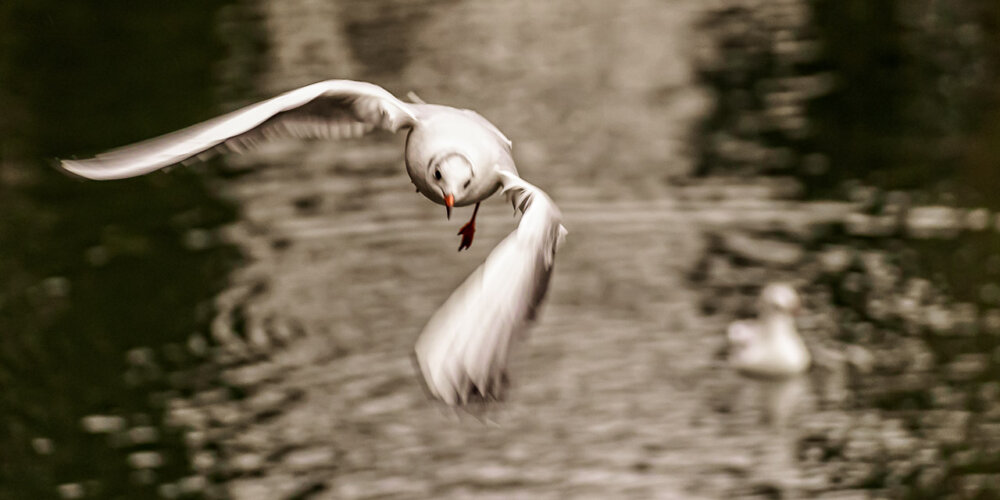 Möwe, seagull