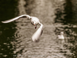 M&ouml;we, seagull