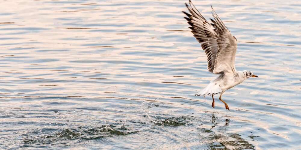 Möwe, seagull