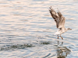 M&ouml;we, seagull