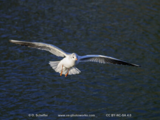 M&ouml;we, seagull