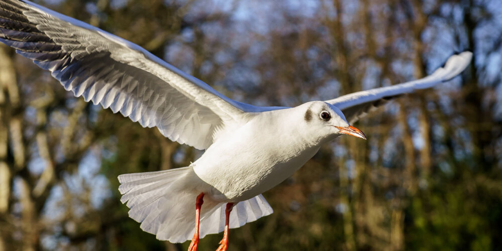 Möwe, seagull