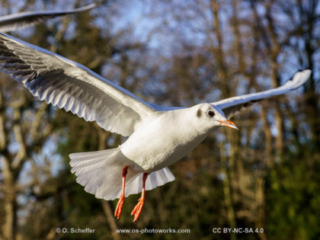M&ouml;we, seagull