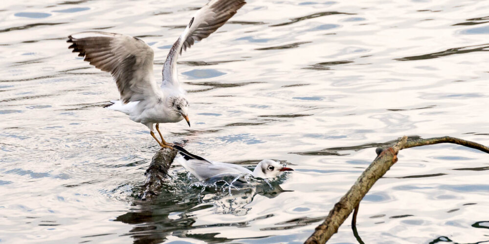Möwe, seagull