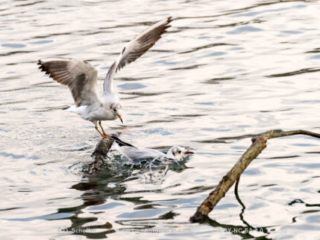 M&ouml;we, seagull