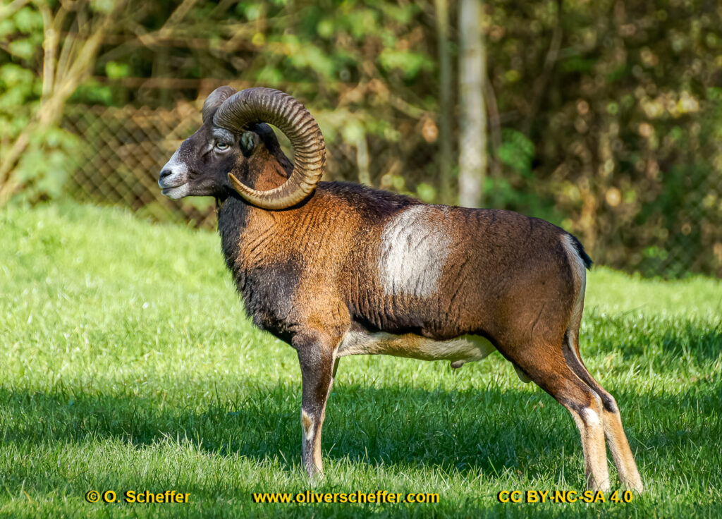 animalphotography at the gamepark Grafenberg in Duesseldorf (Germany)