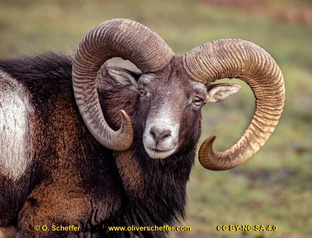animalphotography at the gamepark Grafenberg in Duesseldorf (Germany)