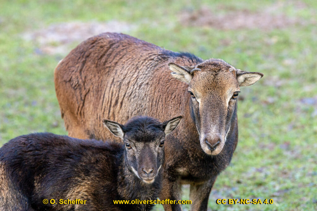 animalphotography at the gamepark Grafenberg in Duesseldorf (Germany)
