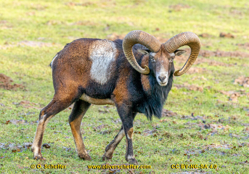 animalphotography at the gamepark Grafenberg in Duesseldorf (Germany)