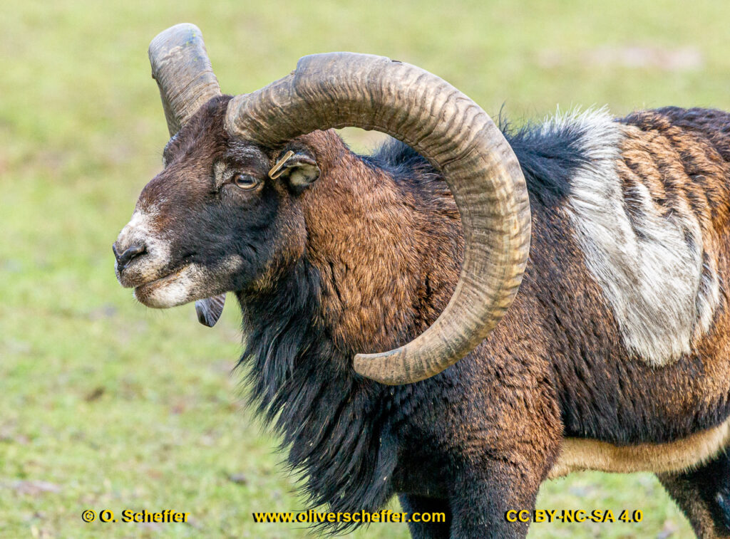 animalphotography at the gamepark Grafenberg in Duesseldorf (Germany)