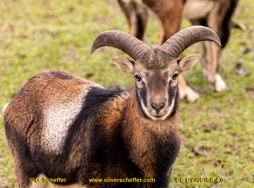 animalphotography at the gamepark Grafenberg in Duesseldorf (Germany)