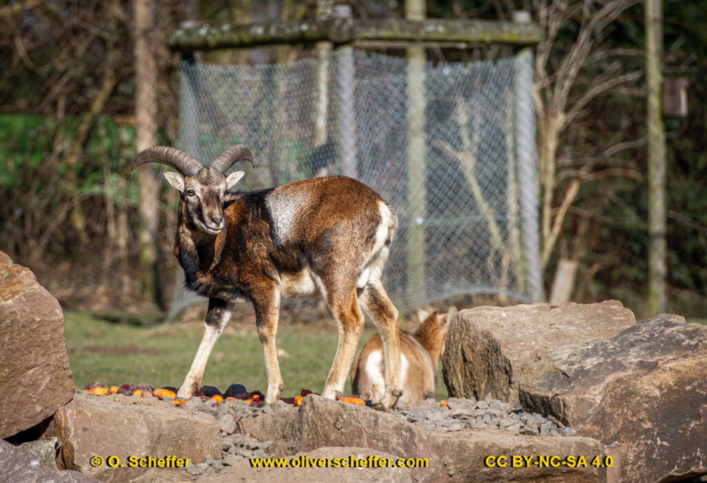 animalphotography at the gamepark Grafenberg in Duesseldorf (Germany)