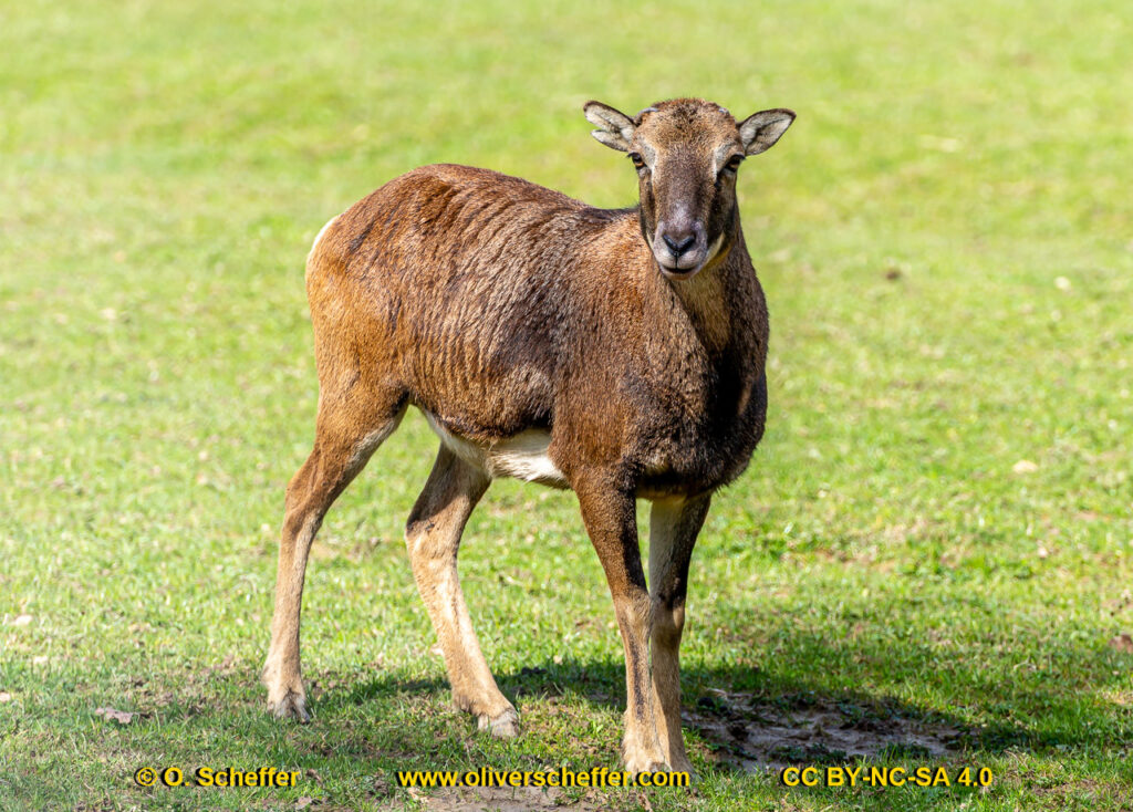 animalphotography at the gamepark Grafenberg in Duesseldorf (Germany)