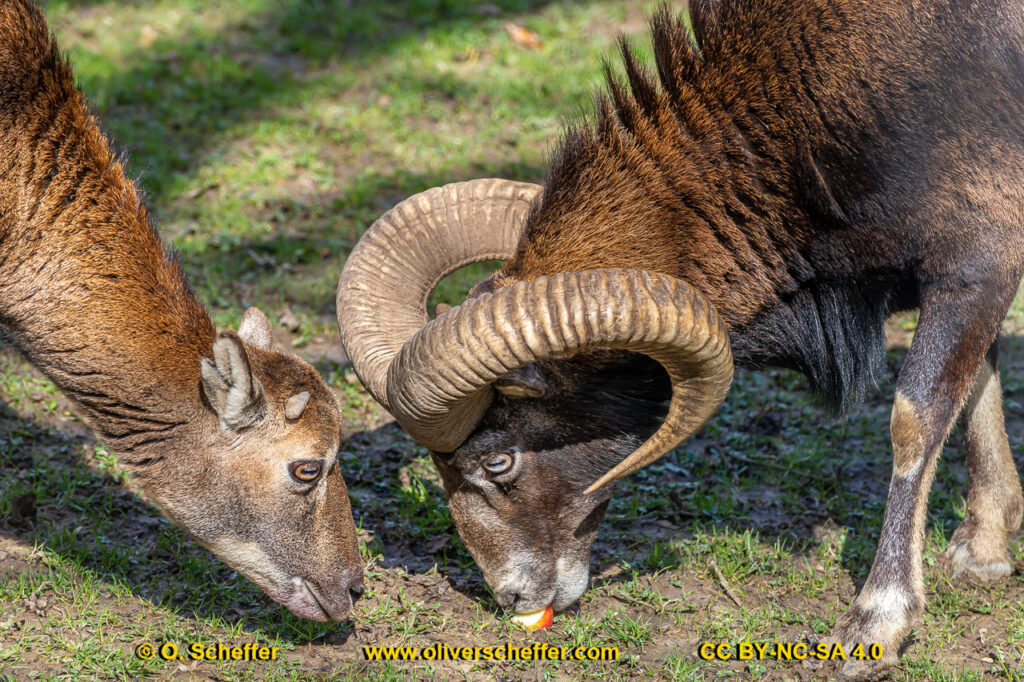 animalphotography at the gamepark Grafenberg in Duesseldorf (Germany)