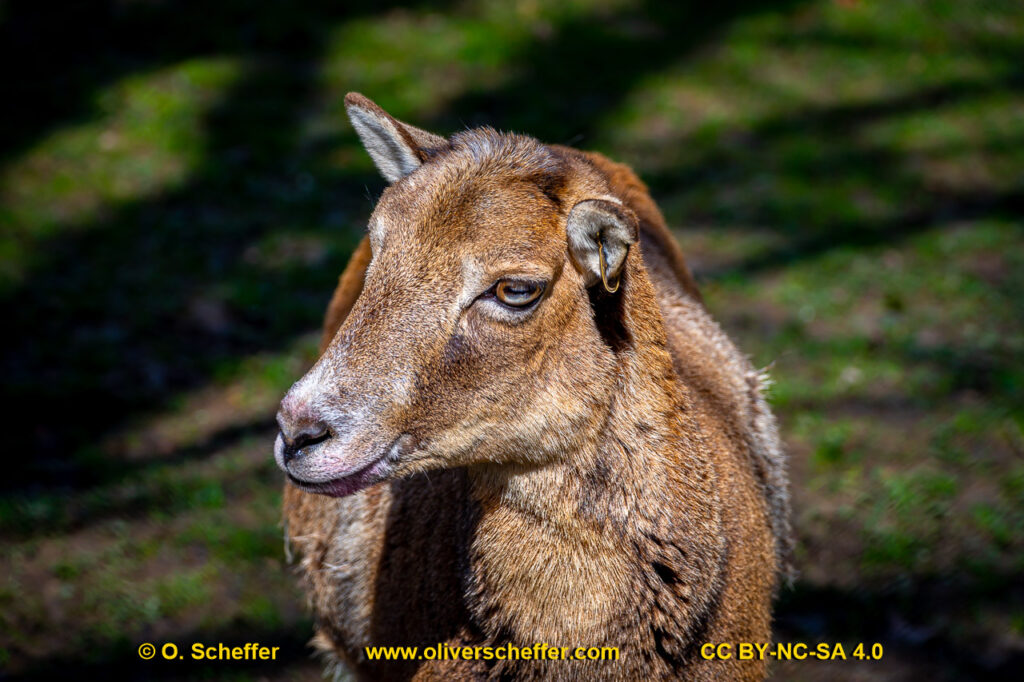 animalphotography at the gamepark Grafenberg in Duesseldorf (Germany)