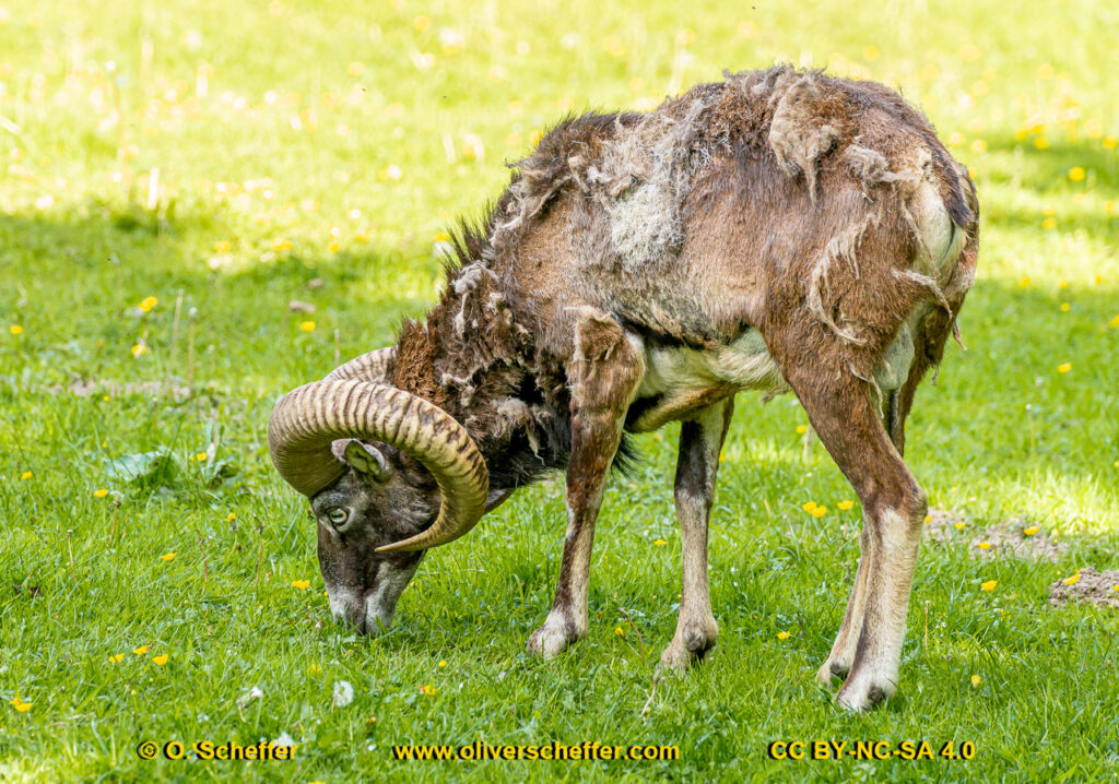 animalphotography at the gamepark Grafenberg in Duesseldorf (Germany)