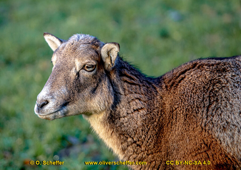 Muffelwild-23