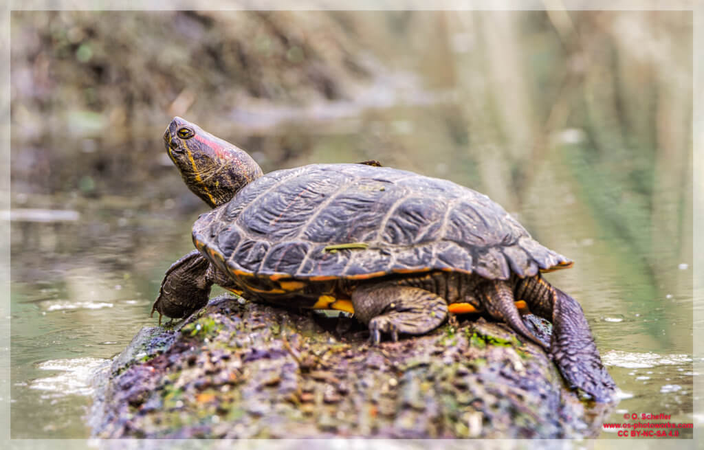 Rotwangen-Schmuckschildkröte