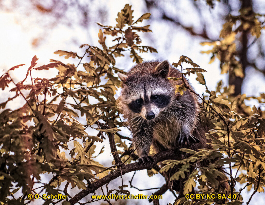 animalphotography at the gamepark Grafenberg in Duesseldorf (Germany)