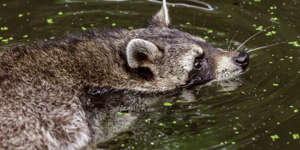 animalphotography at the gamepark Grafenberg in Duesseldorf (Germany)