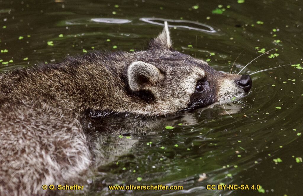 animalphotography at the gamepark Grafenberg in Duesseldorf (Germany)