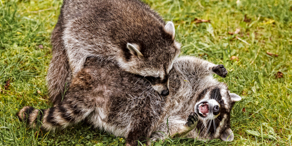 animalphotography at the gamepark Grafenberg in Duesseldorf (Germany)