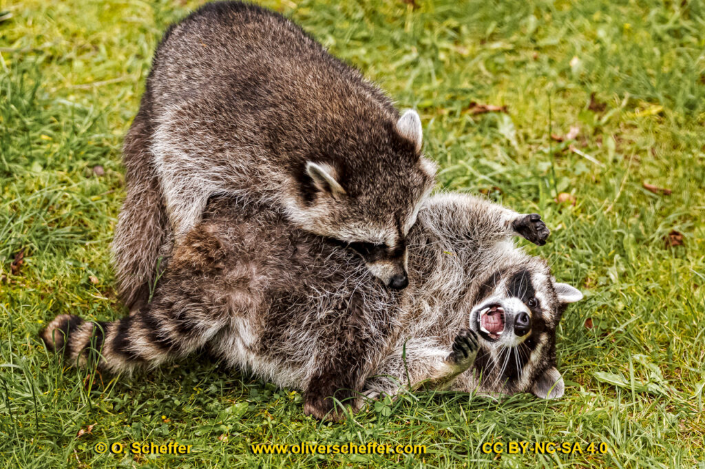 animalphotography at the gamepark Grafenberg in Duesseldorf (Germany)