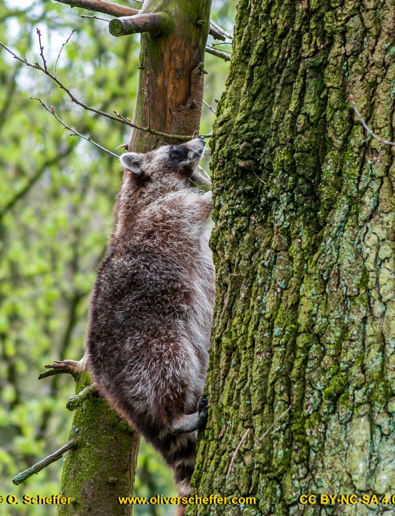 animalphotography at the gamepark Grafenberg in Duesseldorf (Germany)