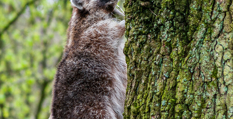 animalphotography at the gamepark Grafenberg in Duesseldorf (Germany)