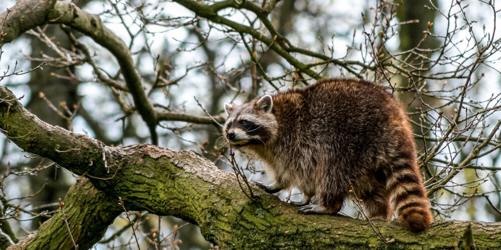animalphotography at the gamepark Grafenberg in Duesseldorf (Germany)
