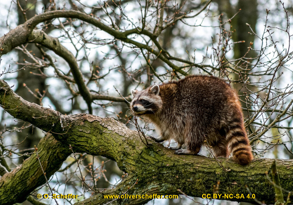animalphotography at the gamepark Grafenberg in Duesseldorf (Germany)