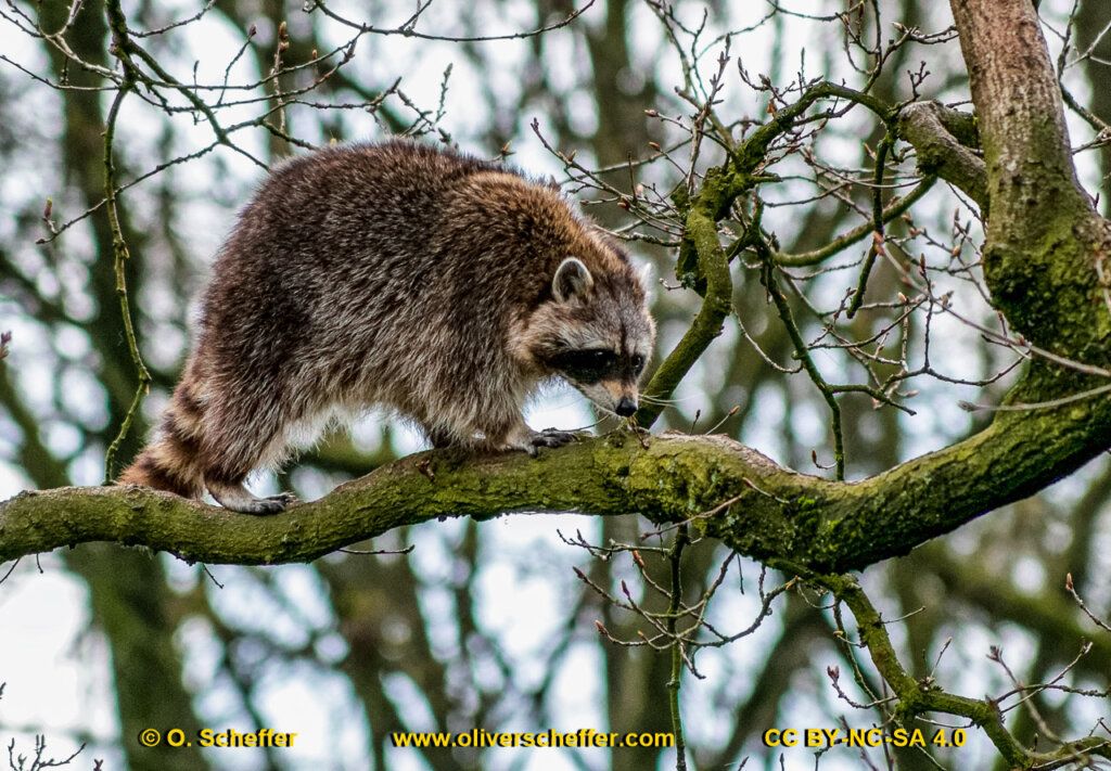 animalphotography at the gamepark Grafenberg in Duesseldorf (Germany)