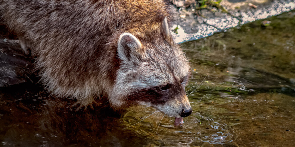 animalphotography at the gamepark Grafenberg in Duesseldorf (Germany)