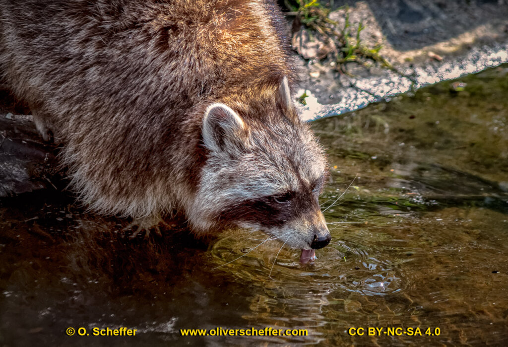 animalphotography at the gamepark Grafenberg in Duesseldorf (Germany)