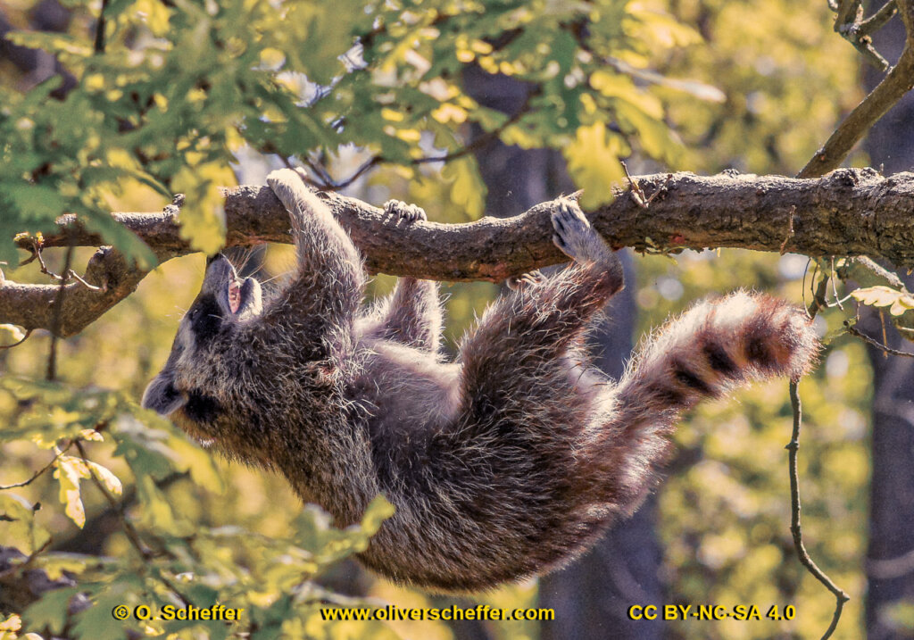animalphotography at the gamepark Grafenberg in Duesseldorf (Germany)
