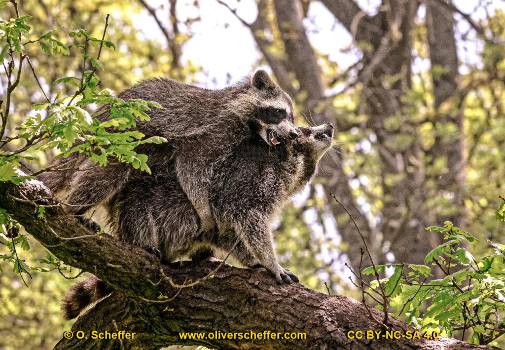 animalphotography at the gamepark Grafenberg in Duesseldorf (Germany)