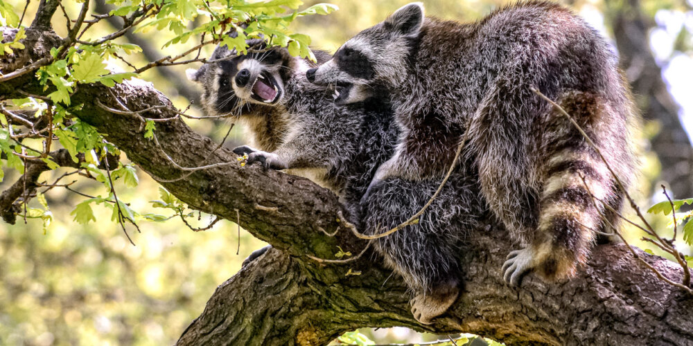 animalphotography at the gamepark Grafenberg in Duesseldorf (Germany)