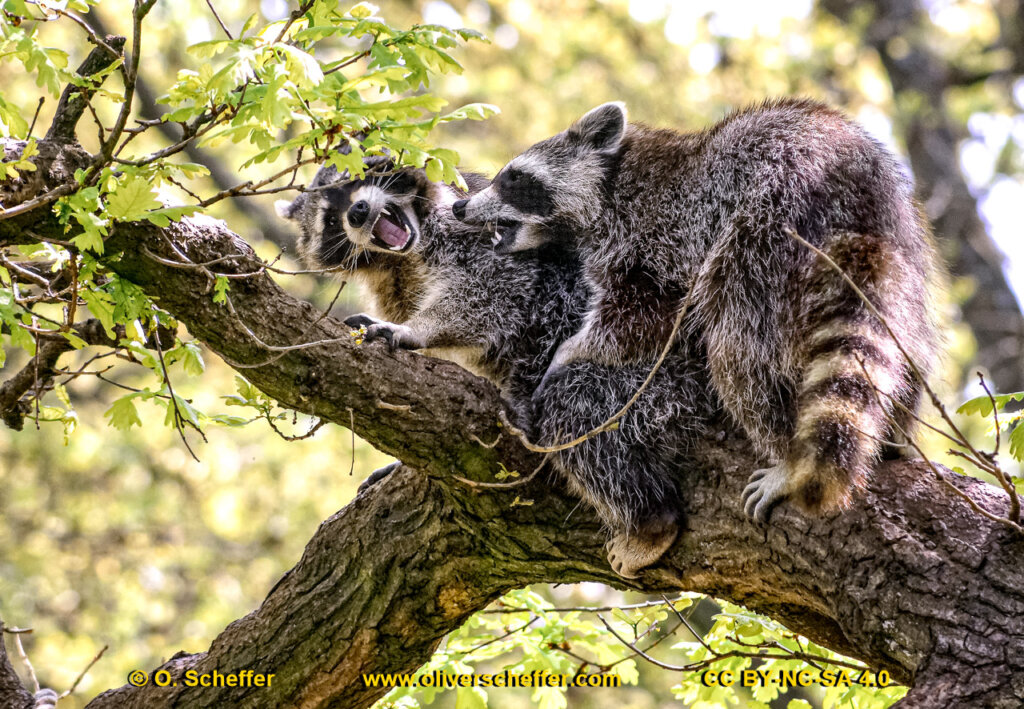 animalphotography at the gamepark Grafenberg in Duesseldorf (Germany)