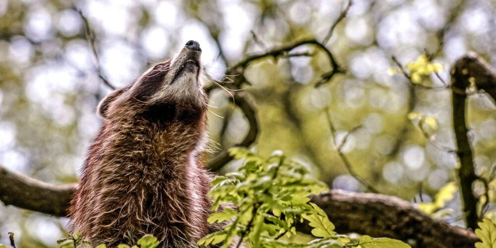 animalphotography at the gamepark Grafenberg in Duesseldorf (Germany)