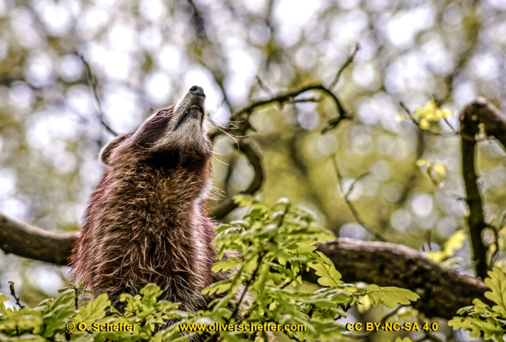 animalphotography at the gamepark Grafenberg in Duesseldorf (Germany)