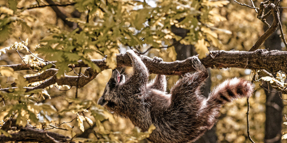 animalphotography at the gamepark Grafenberg in Duesseldorf (Germany)