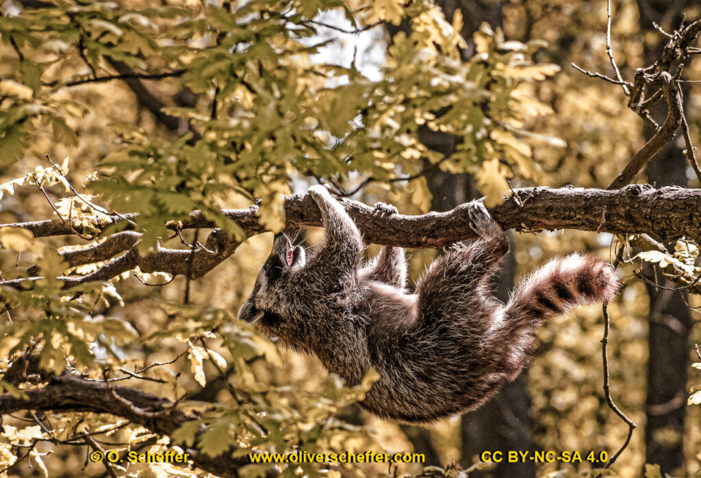 animalphotography at the gamepark Grafenberg in Duesseldorf (Germany)